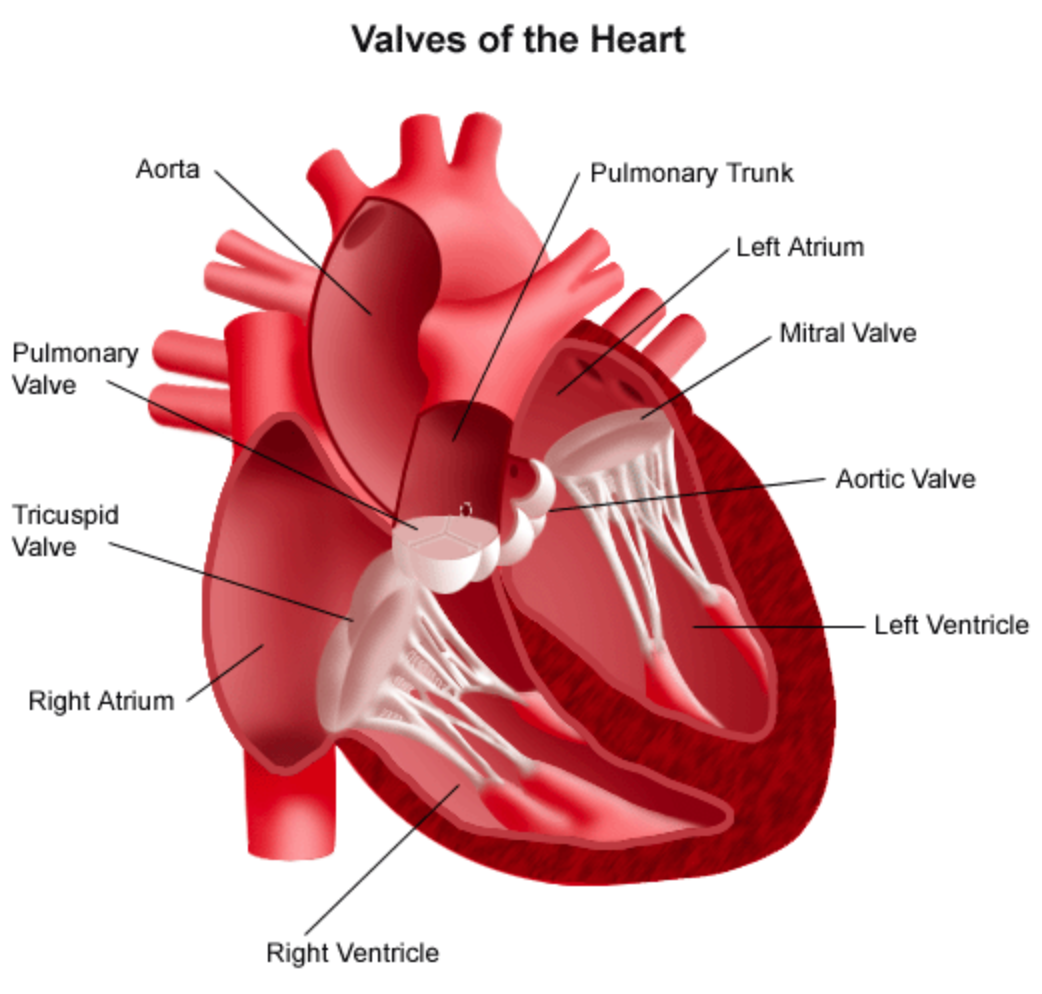 Aortic Valve Heart Diagram
