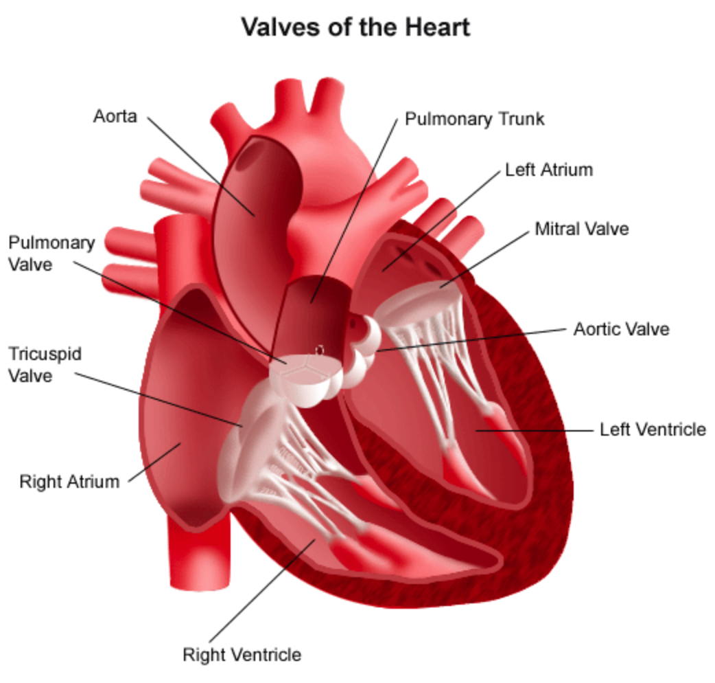 aortic-valve-repair-and-replacement-patient-care